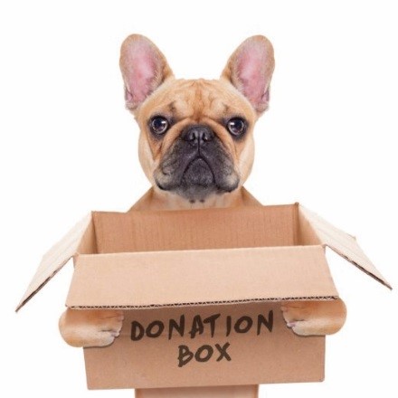 Dog Holding Donation Box